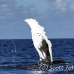whale_humpback_h_00650_dom2715.jpg